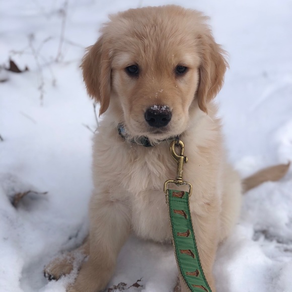 Meet your Posher, Ashleigh - Picture 1 of 1